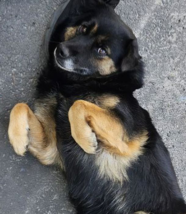 ПРОПАЛА загубилася собака розшук