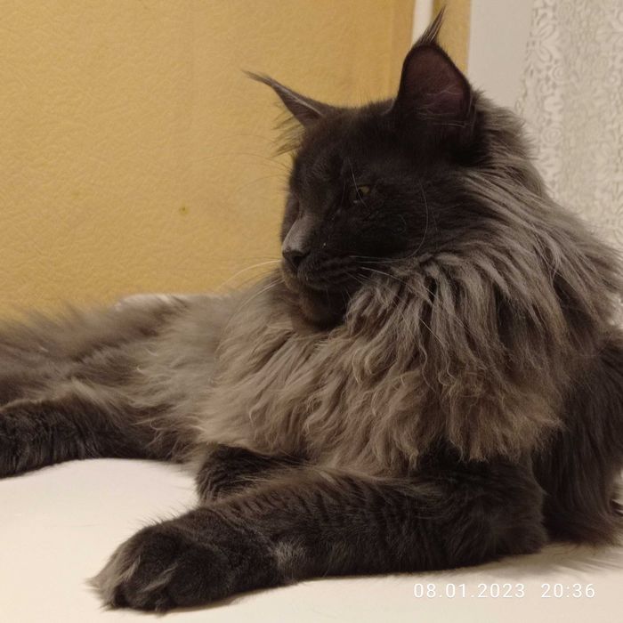 Вязка кошечек Мейн-кун. Днепр.