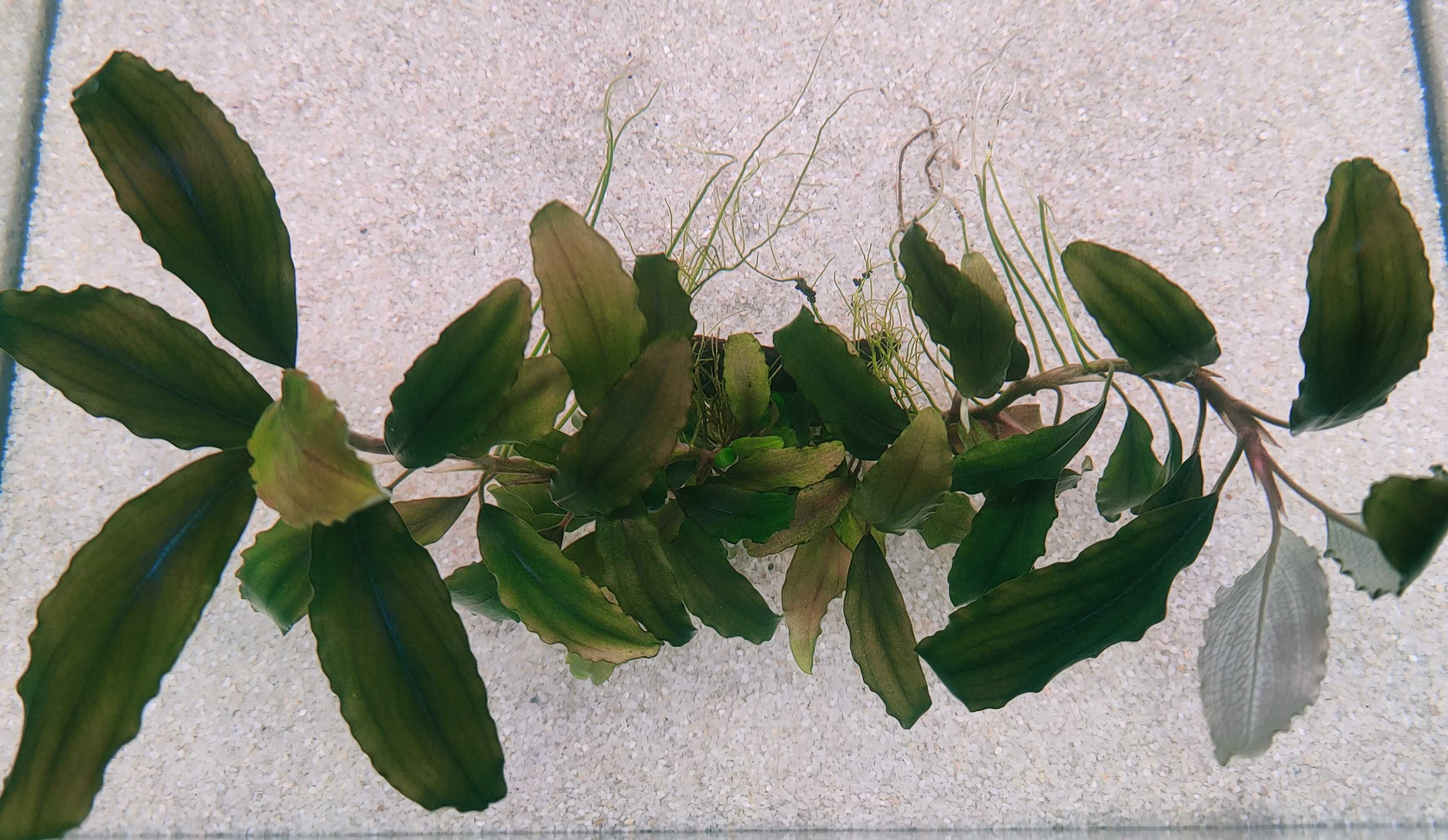 Bucephalandra Blue Velvet Rarytas