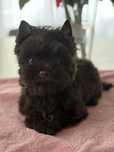 Czekoladowy Yorkshire Terrier