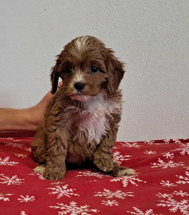 suczka red cavapoo f1 cavalier x pudel mini 10 tyg aktualna!
