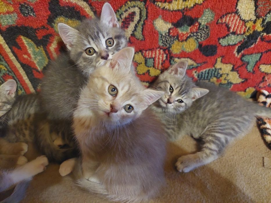Отдам котят в добрые руки