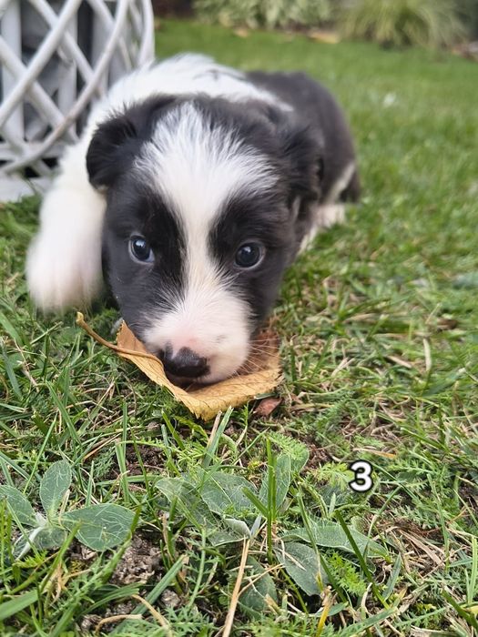 Piesek Border Collie