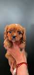 Piesek cavalier King charles piękny szkolenie Biosensor