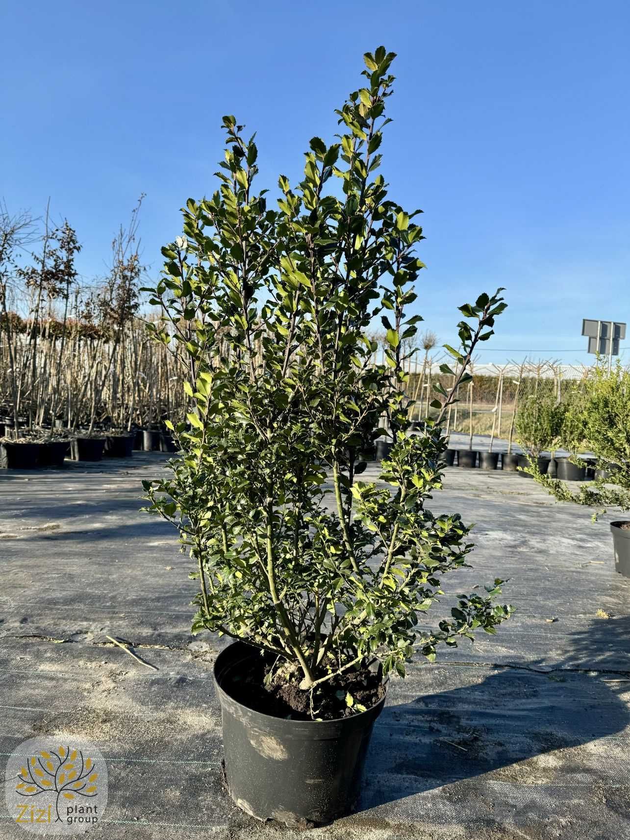 Ostrokrzew / Ilex Meserveae 'Blue Prince' / 80-150cm / zimozielony