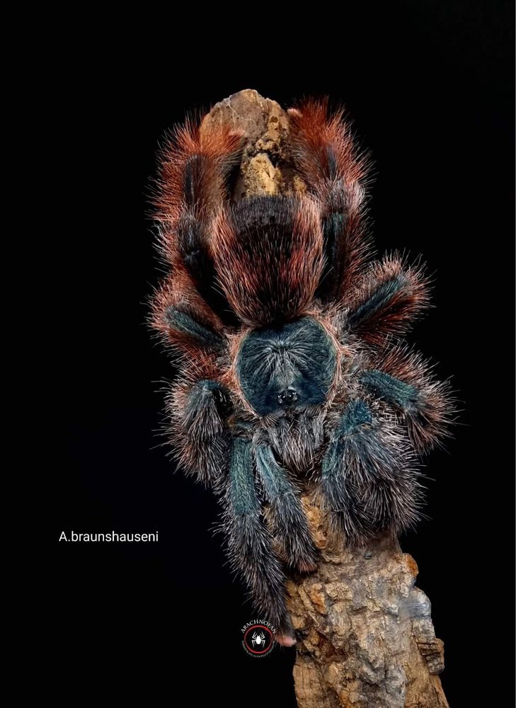 Avicularia braunshauseni L1 ptasznik