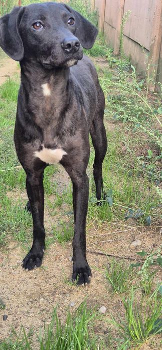 Piesek około 2 lata