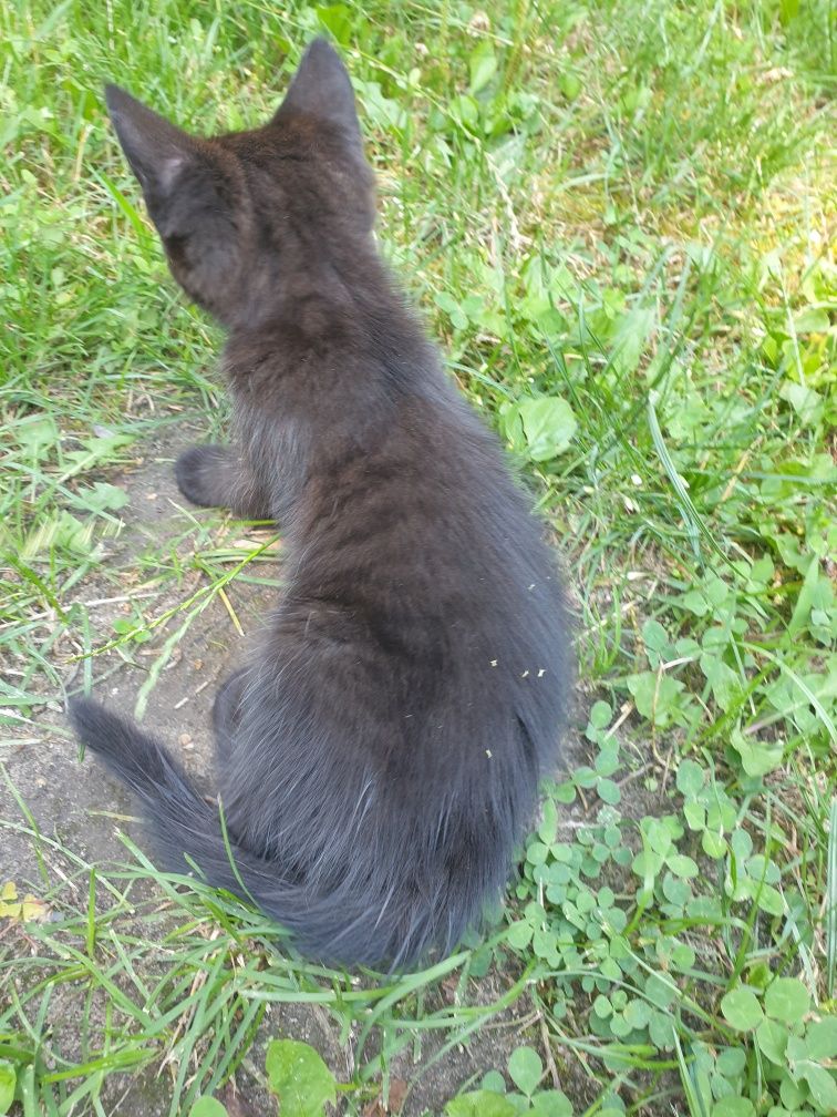 Kotki do adopcji