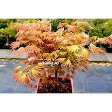 Klon palmowy MOONRISE acer pieknu czerowny liść