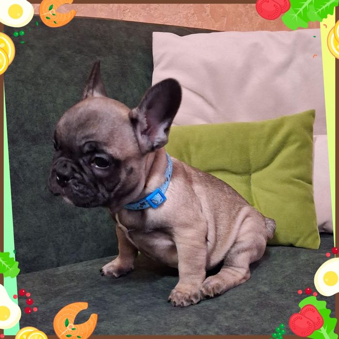 Милі бульдожатка