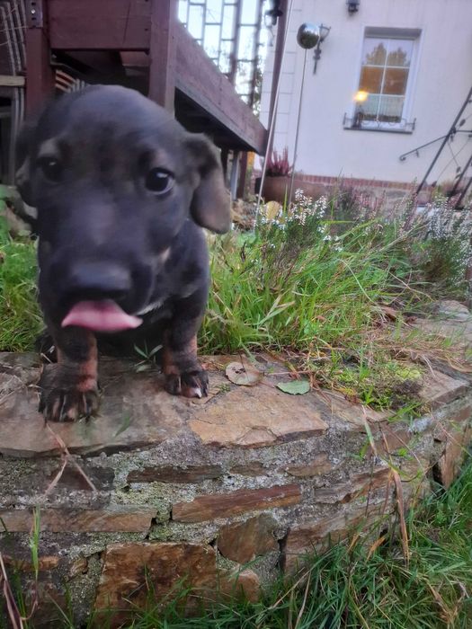 Piesek Szczeniak Reksio do oddania