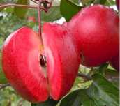 Macieiras RED LOVE TROPICAL VERMELHA