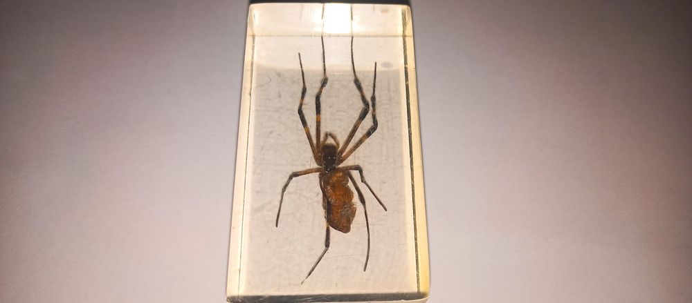 Жуки в стекле новыее