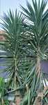 Yuca planta de interior ou exterior Gaia