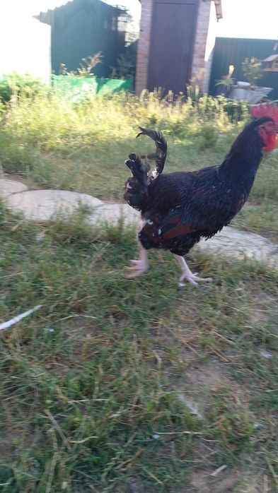 Лівенська ситцева