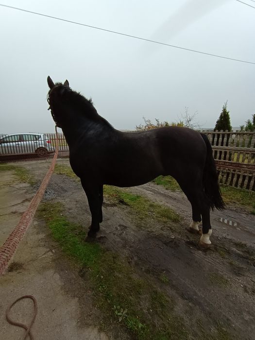 Sprzedam 2 ogiery śląskie i odsadki.