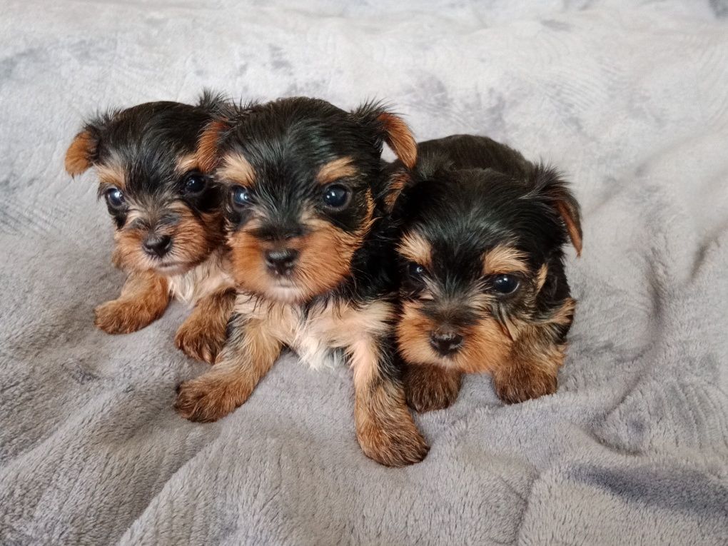 Yorkshire terrier