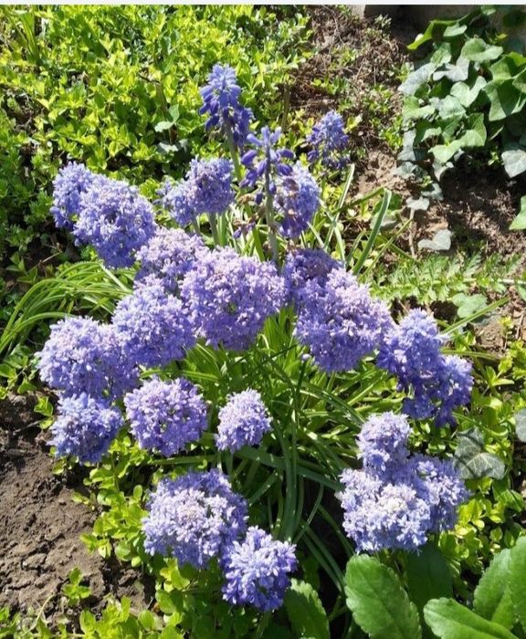 Цибулини  мускарі Синій шип Нідерланди