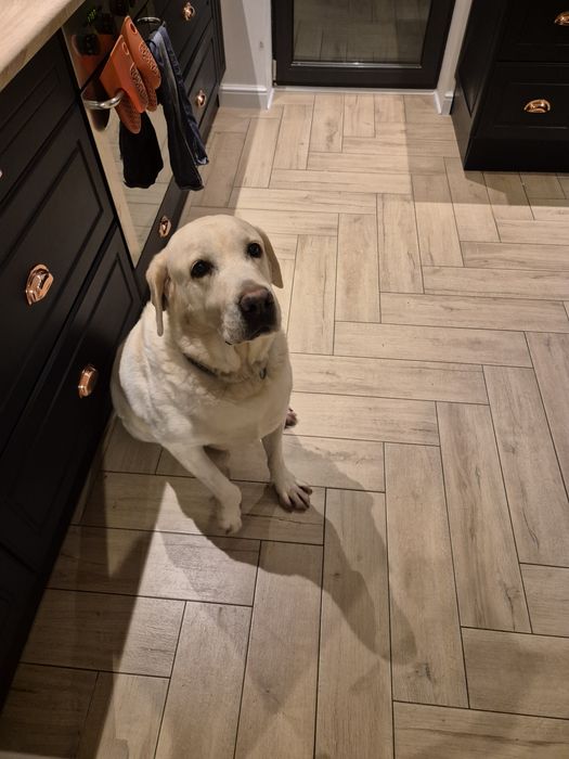 Labrador retriever za darmo