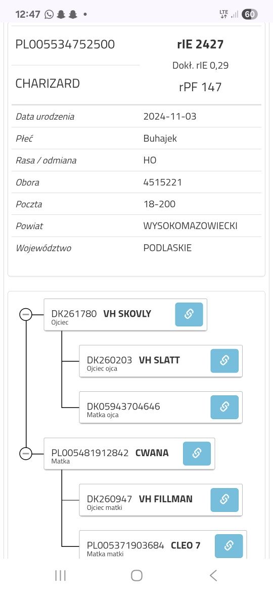 Sprzedam Byki, Buhaje  Rozpłodowe