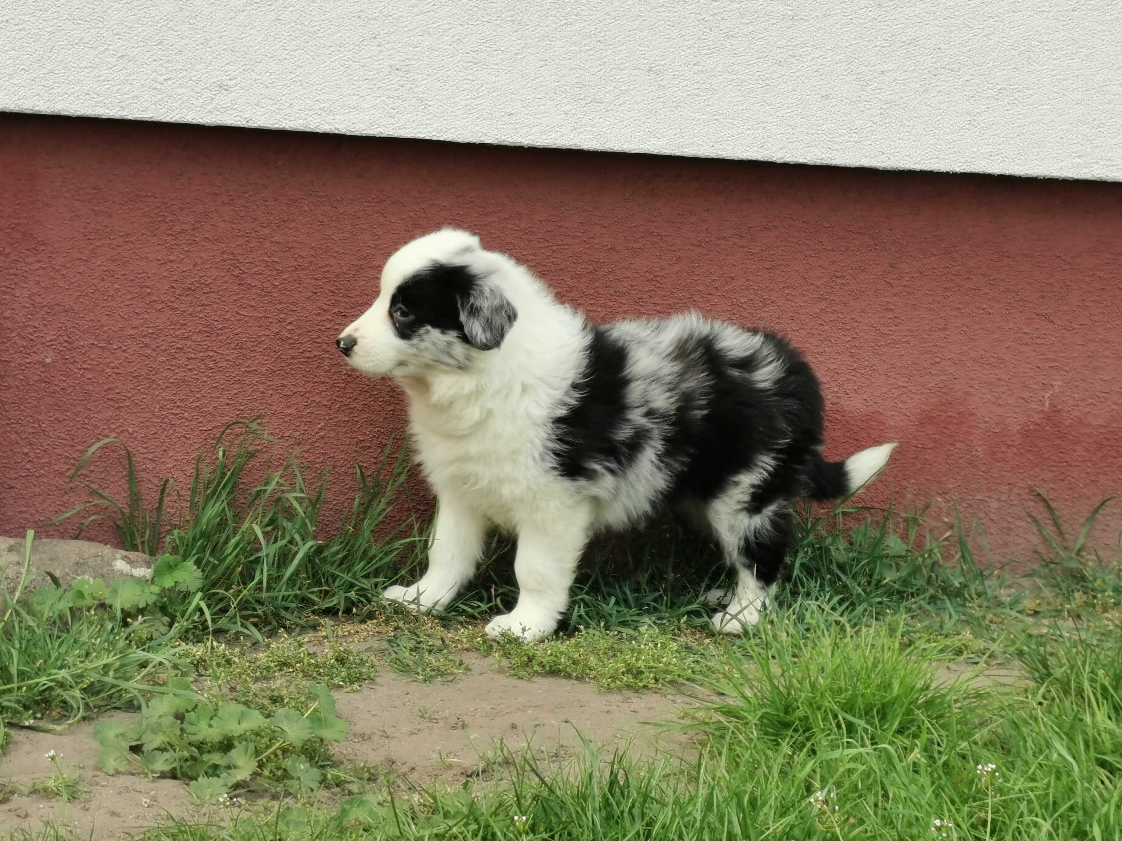 Border collie piesek blue merle