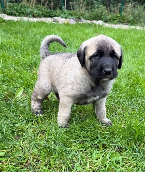 KANGAL FCI rodzice import. Linie pracujące