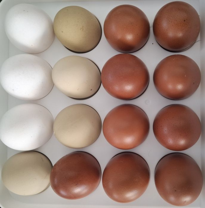 Ovos Caseiros Frescos: Sabor Natural da Quintinha Vale da Mó