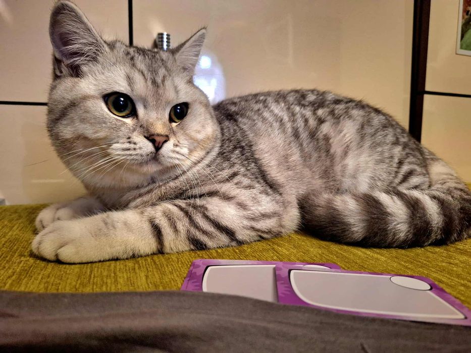 Kot brytyjski srebrny