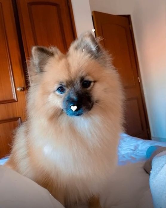 Cachorrinha linda para doacao