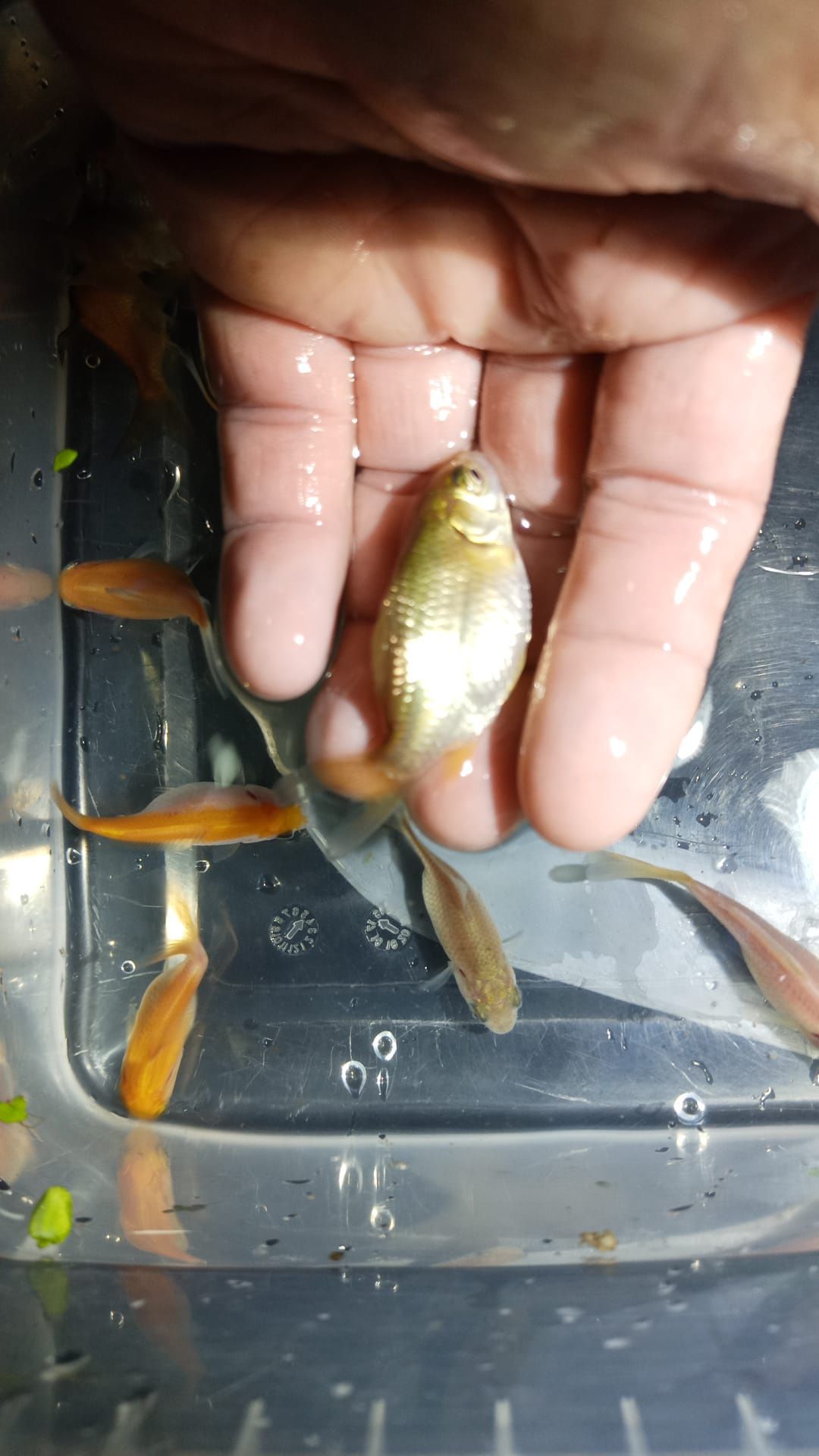 peixes cometas promoção