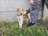 Pago w typie foksteriera do adopcji