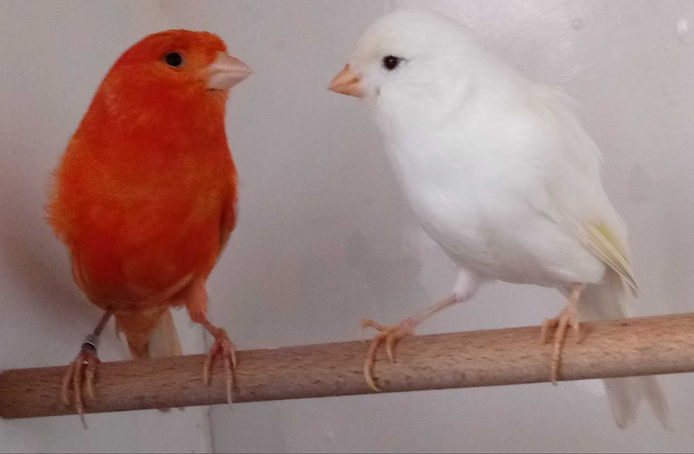 Kanarki sprzedam samice i samce