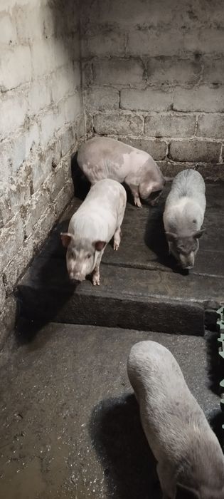 Продам вьетнамских поросят