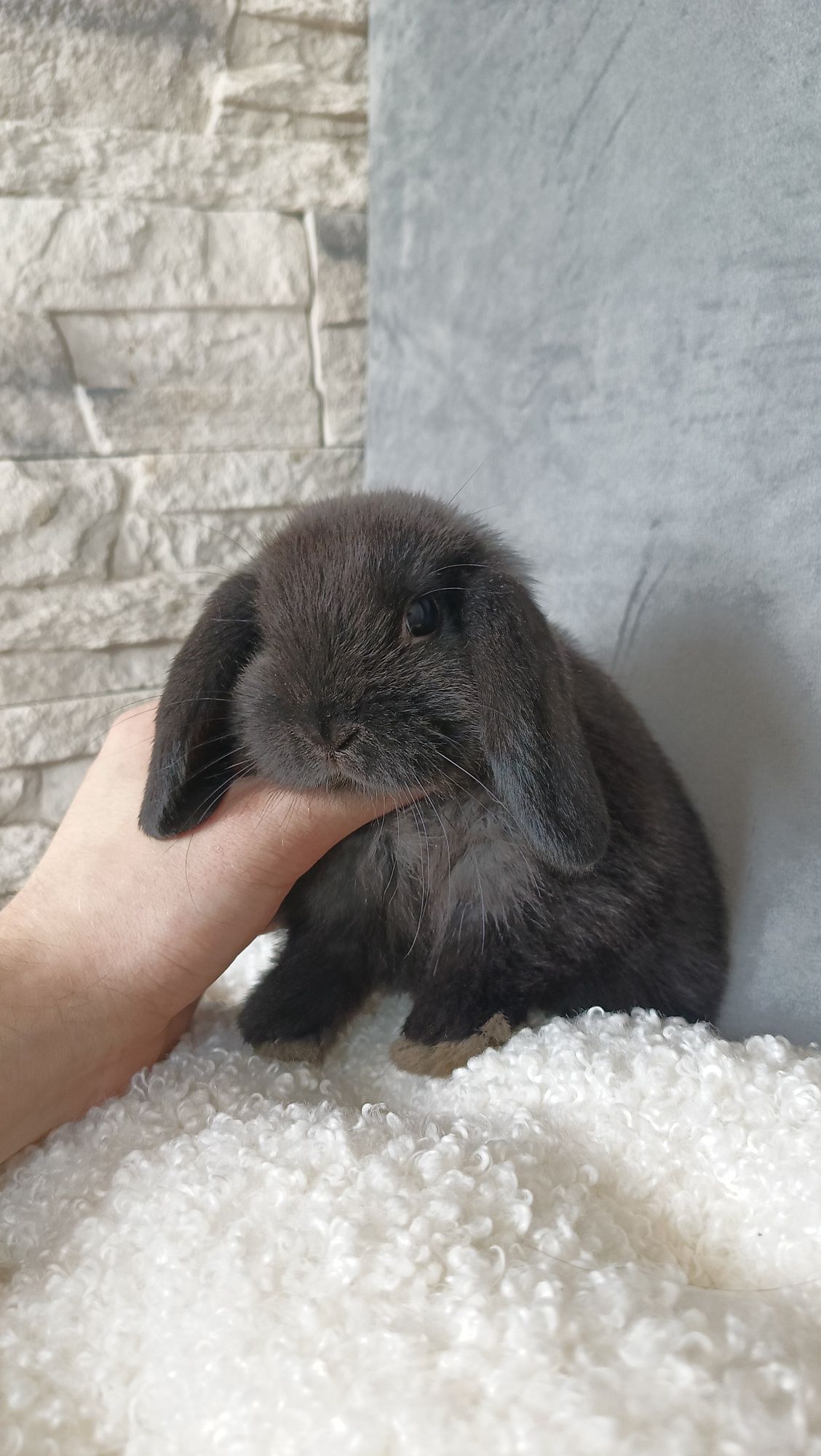 Mini lop króliki karzełek miniaturka