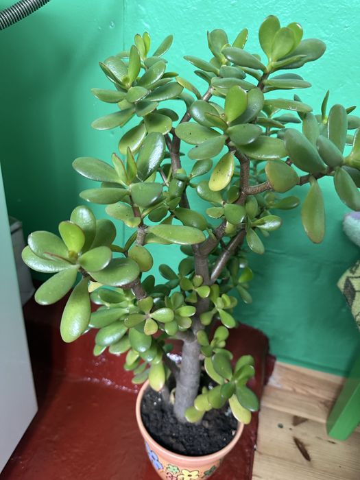 Крассула, денежное дерево