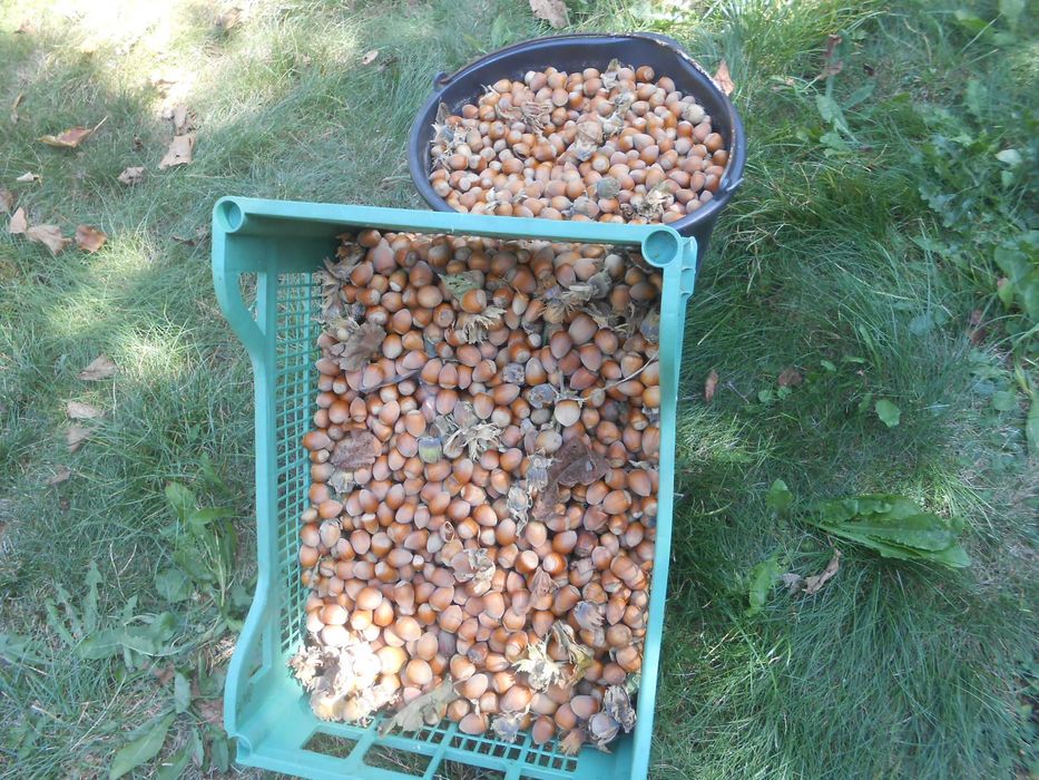 Orzechy Laskowe,Świeżo zbierane, 8zł/kg