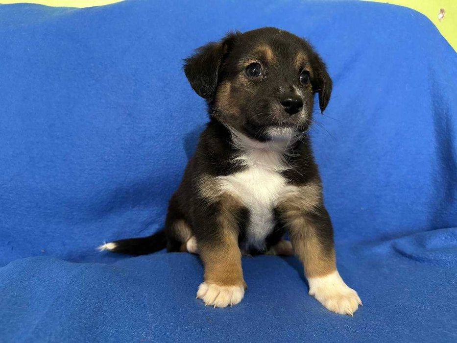 Цуценя, 1,5 місяці, хлопчик в найкращі ручки