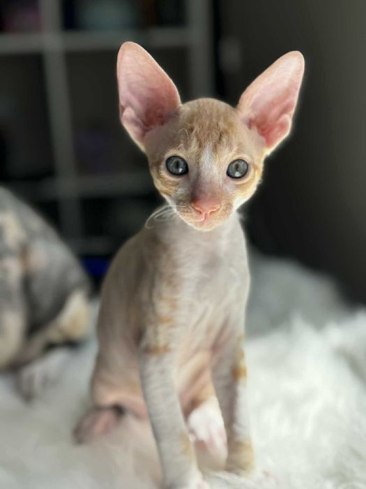 Kocurek rasy Cornish rex