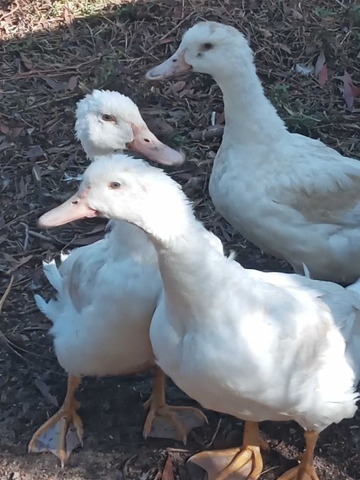 Patos marrecos casal