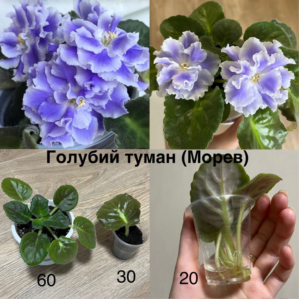 Вазони кактус, фікус, фіалка, хойя, муншайн, блек драгон, різдвяник