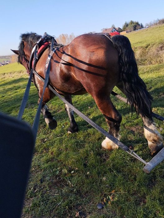 Sprzedam wałacha 3 lata