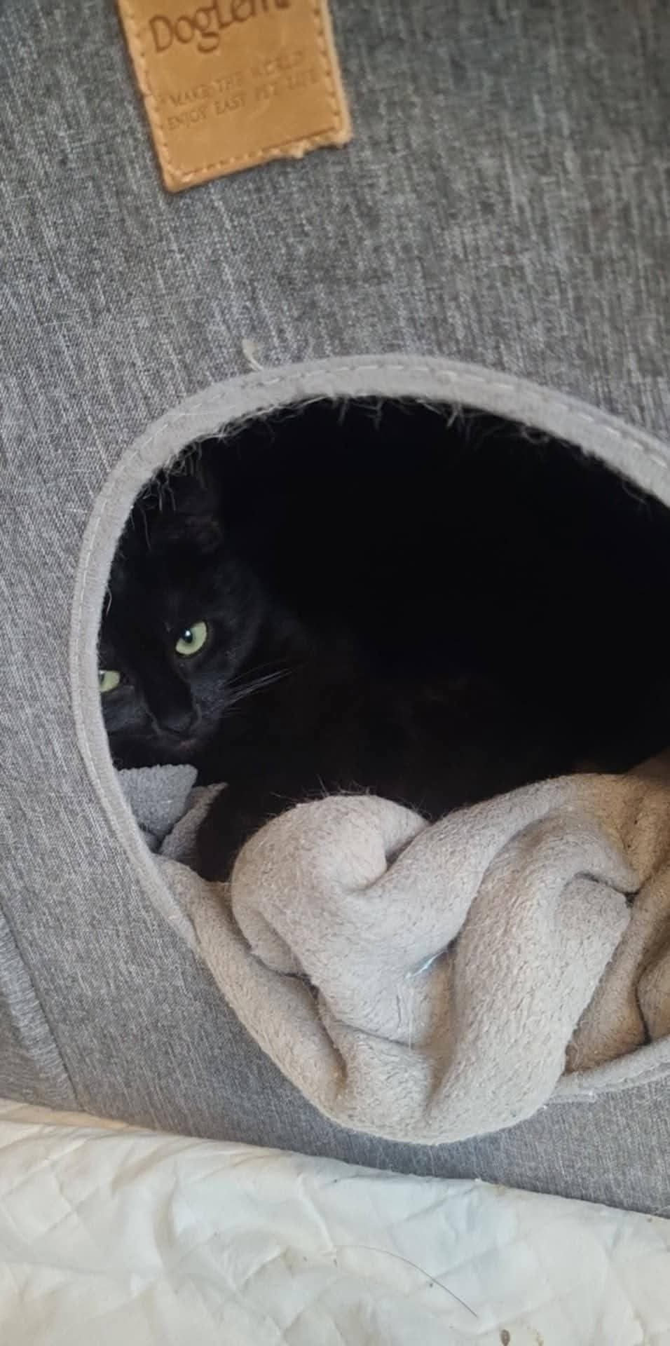 do adopcji kotka STANLI