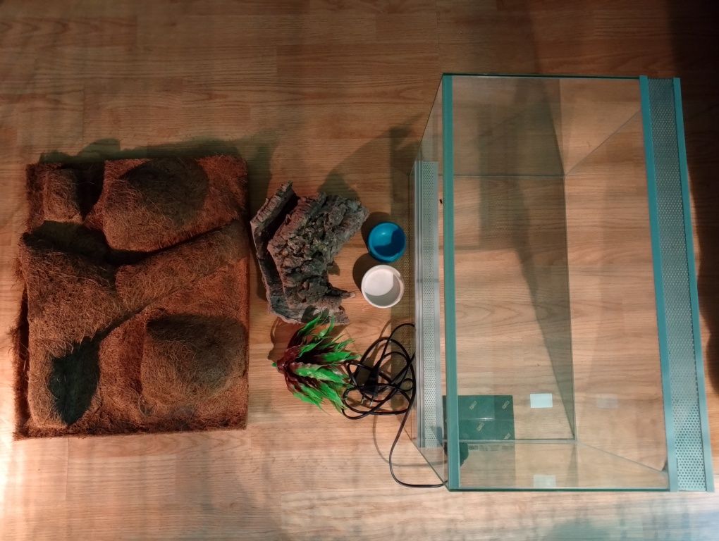 Gekon lamparci classic samiec + terrarium 50x30x40cm z wyposażeniem