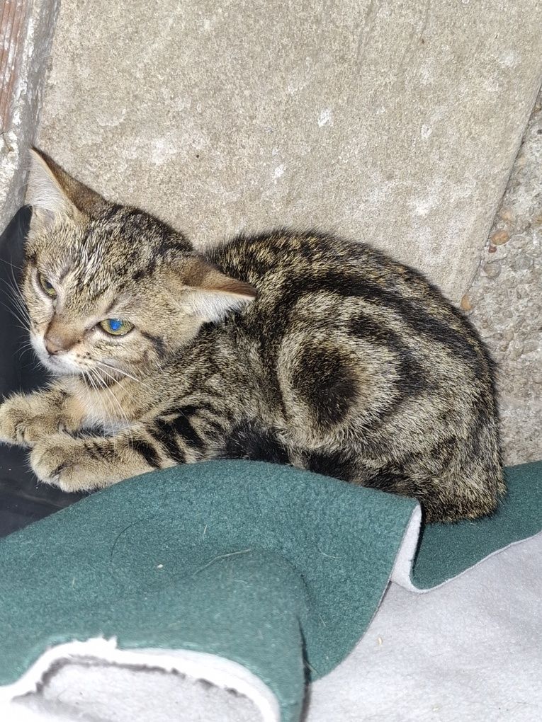 Gatinha de 2 meses para adoção