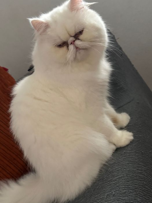 Procura gato persa para acasalar