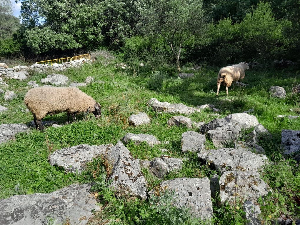 Carneiros inra puros