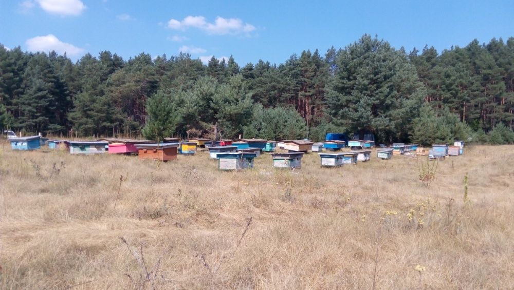 Бджолопакети карпатської породи