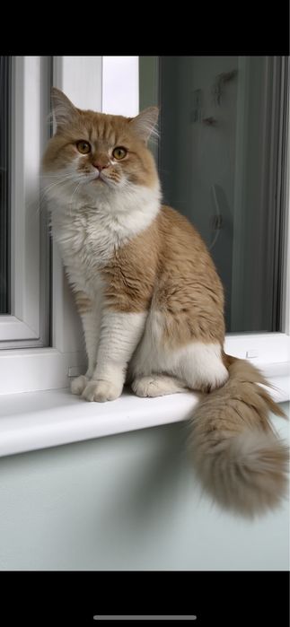 Вязка кот шотландский скотиш страйт