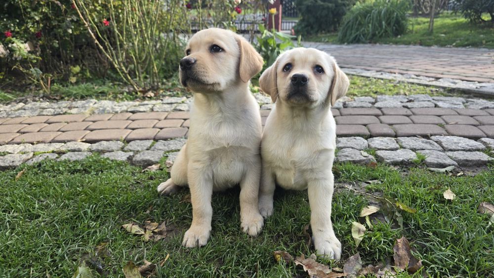 Labrador Retriever, biszkoptowy szczeniak! Już do odbioru!