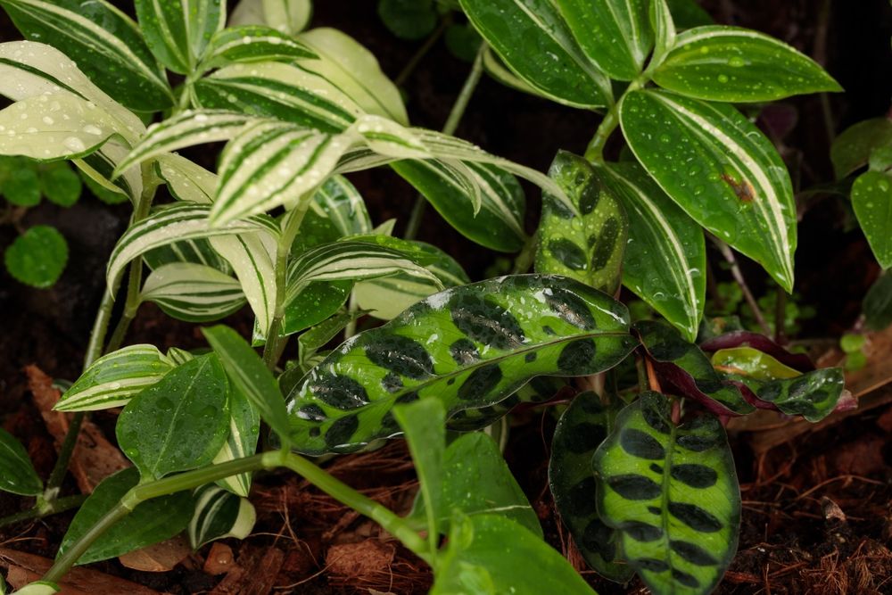 Terrarium paludarium gekon orzęsiony